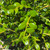 Buxus microphylla Winter Gem 195054